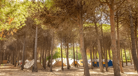 Emplacements camping dans l’Aude sous les pins au camping Rives des Corbières à Port-Leucate